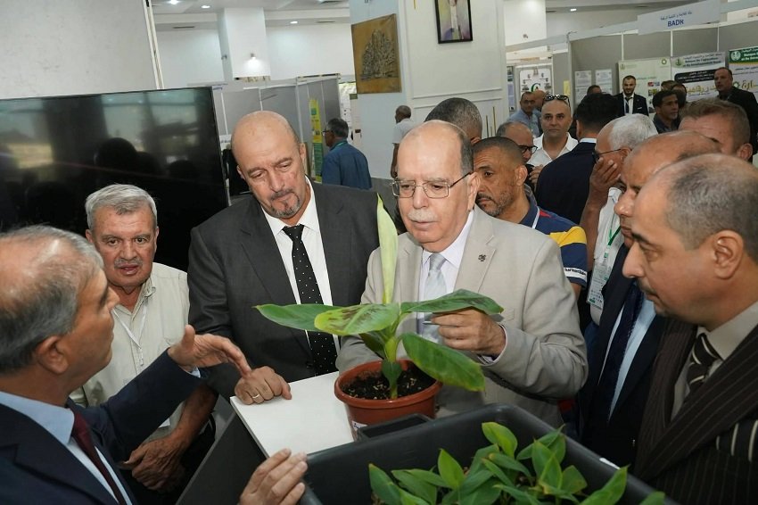 تطوير الحبوب